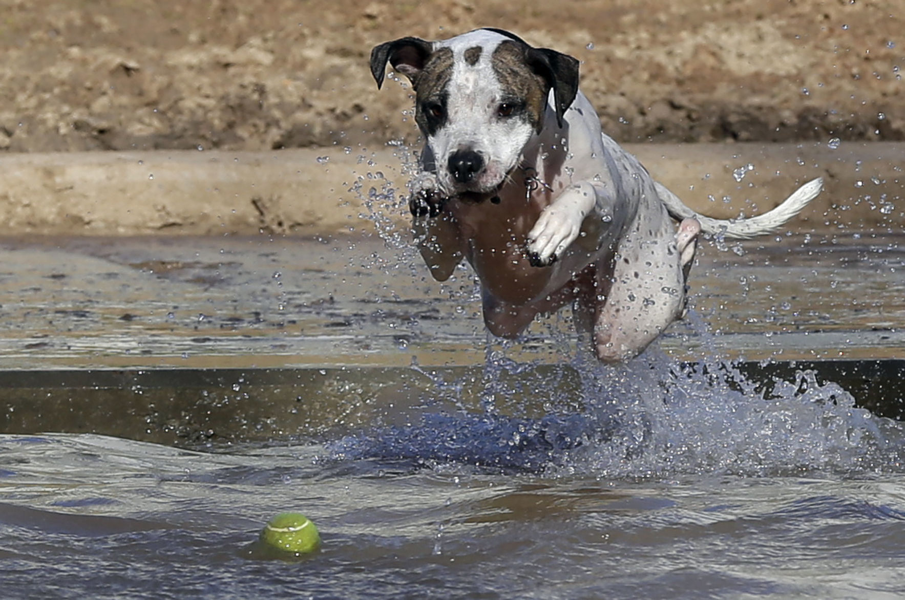 Rescue dog